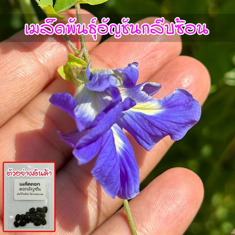 ดอกอัญชัน สีม่วง 5 กลีบ อัญชันเทพรัตน์ไพลิน เมล็ดพันธุ์ 5-12 เมล็ด มีคู่มือการปลูก ( 10 แถม 1 คละได้ )