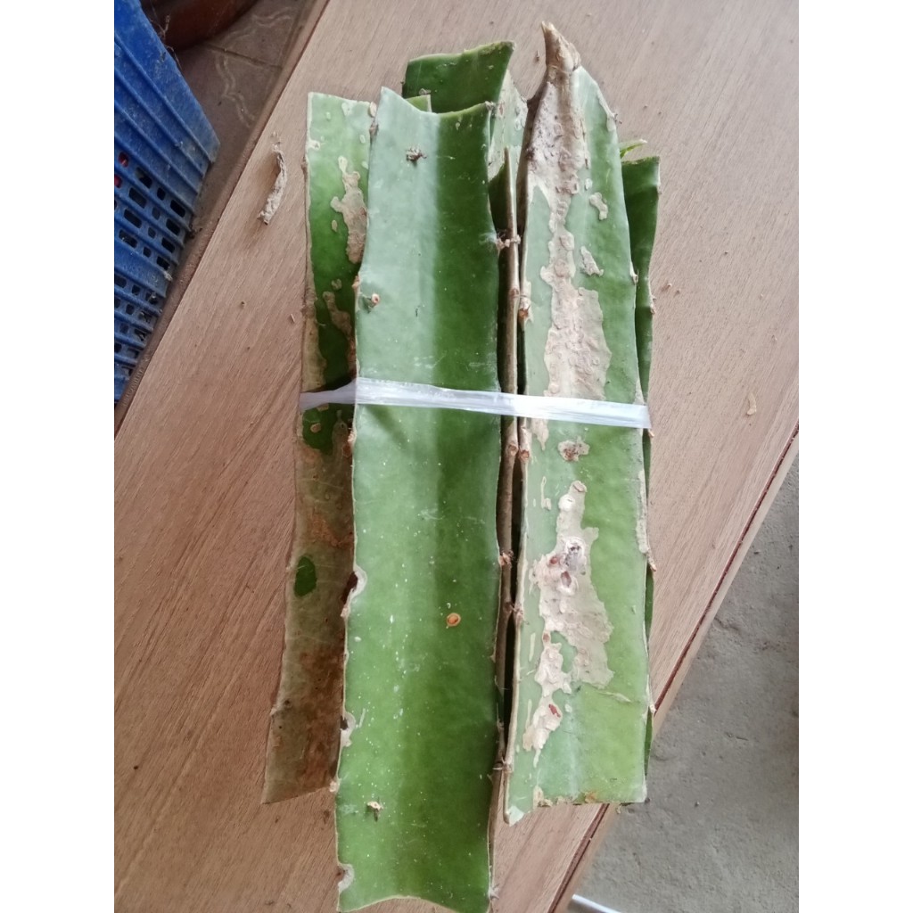 กิ่งพันธุ์ แก้วมังกร สีขาว white dragon fruit ตัดสดส่ง พร้อมปลูก 10กิ่ง 99 บาท