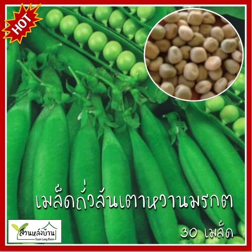 30 เมล็ด ลันเตาหวานมรกต เมล็ดถั่วลันเตาหวานมรกต