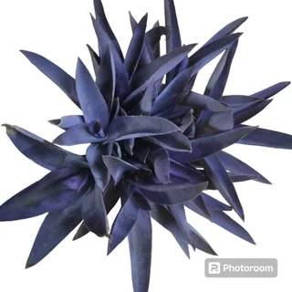 ต้นหัวใจสีม่วง เด็ดยอดสด ชุด20ต้น(3แถม1ชุด)