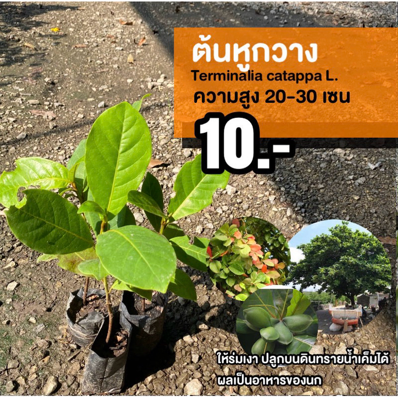 ต้นหูกวาง (จำนวน 2 ต้น) สูง 20-30 เซนติเมตร #Terminalia catappa