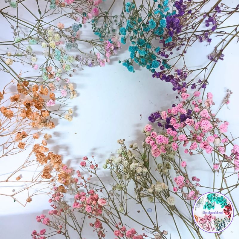 ดอกยิปโซแห้งดอกแห้งย้อมสีแบบซองสำหรับงานDIY ดอกไม้แห้ง