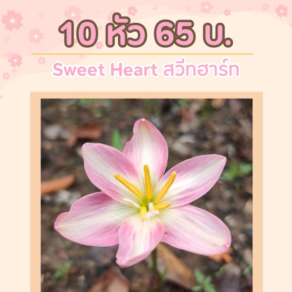 บันดิน พันธุ์ สวีตฮาร์ท-Sweet Heart เป็นชุด