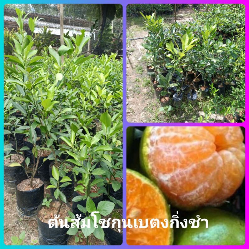 ต้นส้มโชกุนกิ่งชำจากเมืองเบตงขนาดต้น40-50 ซม