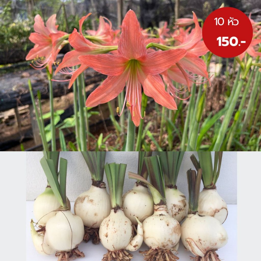 หัวว่านสี่ทิศ amaryllis 10 หัว ดอกสีส้ม สีโอรส ปลูกง่าย ออกดอกบ่อย