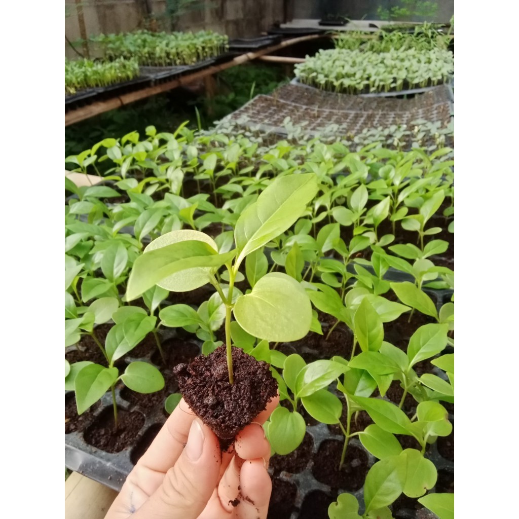 ต้นกล้า อังกาบหนู  เขี้ยวแก้ว, เขี้ยวเนื้อ มันไก่ ต้นละ 29  บาท ไม้ประดับดอกสวย  ใบ เปลือก ลำต้น ดอก เป็นสมุนไพรได้ - รูปที่ 2