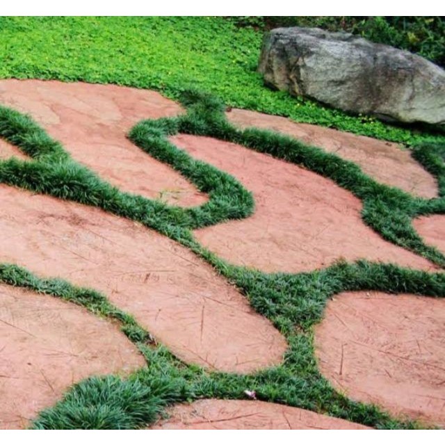 หญ้าหนวดปลาดุกแคระ​ .ปลูกง่าย จัดสวนในร่มทดแทนการปูหญ้า ไม้ประดับ​ สมุนไพร​ ต้นไม้ ฟอกอากาศ สวน จัดสวน แต่งบ้าน สวนครัว - รูปที่ 5