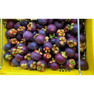 พร้อมส่ง มังคุด จิ๋ว สดจากสวน