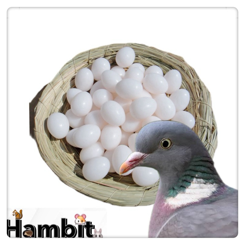Hambit. ไข่ปลอมพลาสติก