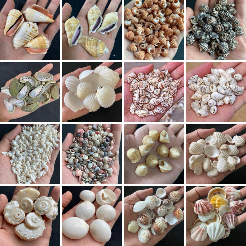 หอยสังข์ธรรมชาติและหอยนำเข้าจากต่างประเทศ วัสดุ DIY สำหรับตกแต่งสวนและสะสม Beautiful seashells