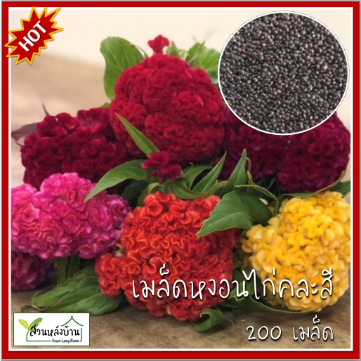 200 เมล็ด หงอนไก่คละสี - Mixed Cockscomb หงอนไก่ เมล็ดหงอนไก่ เมล็ดพันธุ์หงอนไก่