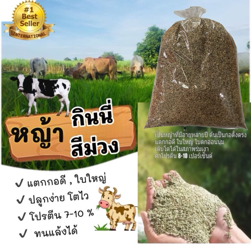 เมล็ดหญ้ากินนี่สีม่วง ของแท้ งอกดี หญ้าชั้นดีสำหรับวัว