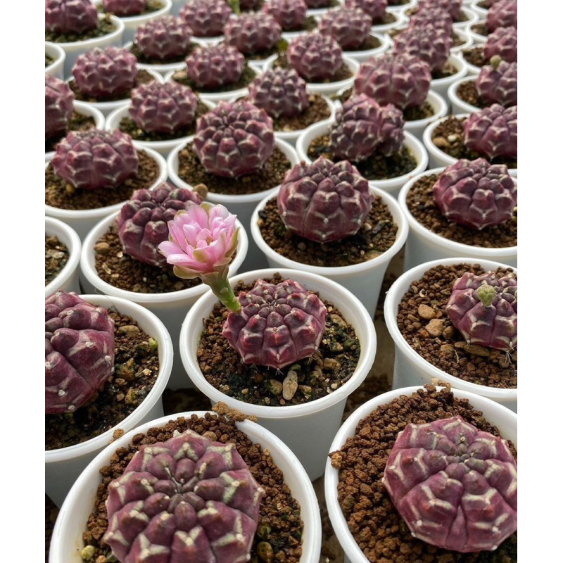 ยิมโน เดดรีม ผิวม่วงสวยมาก กระถาง3“นิ้ว gymnocalycium daydream