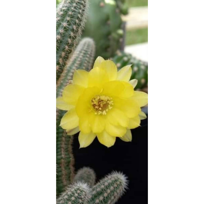 หน่อเด็ดสด อิชินอปเลื้อยดอกสีเหลือง Echinopsis chamaecereus