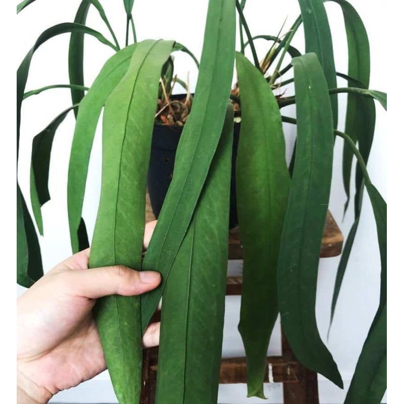 ต้นหน้าวัวใบเนคไท (Anthurium Vittarifolium)🔥ราคาถูก🔥