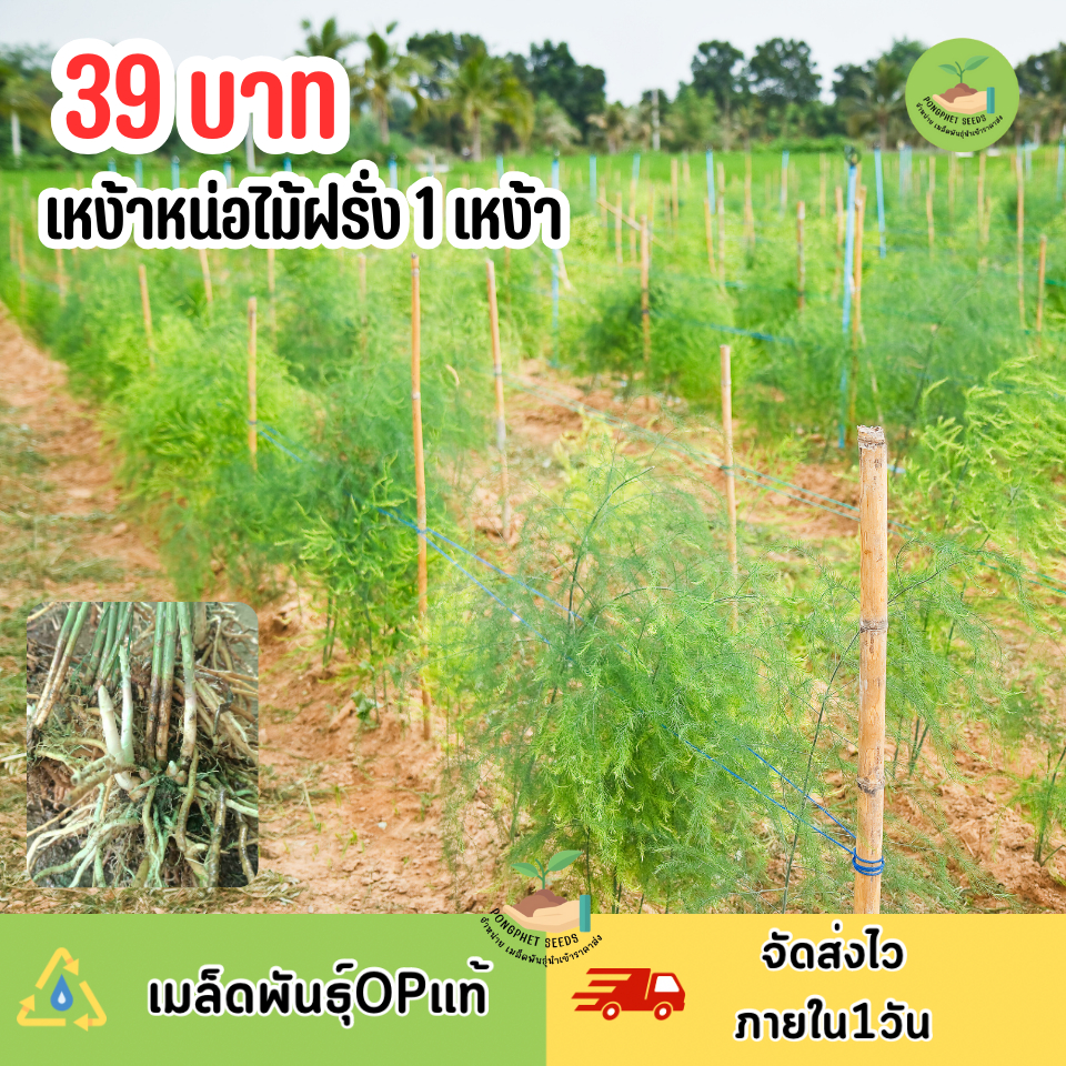 เหง้าหน่อไม้ฝรั่ง 1 เหง้า
