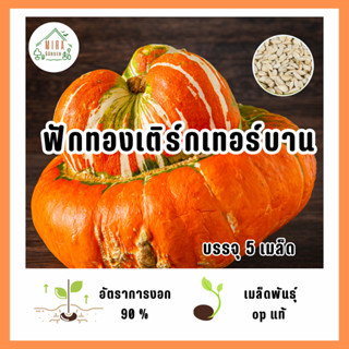 เมล็ดพันธุ์ ฟักทองเติร์กเทอร์บาน บรรจุ 5 เมล็ด