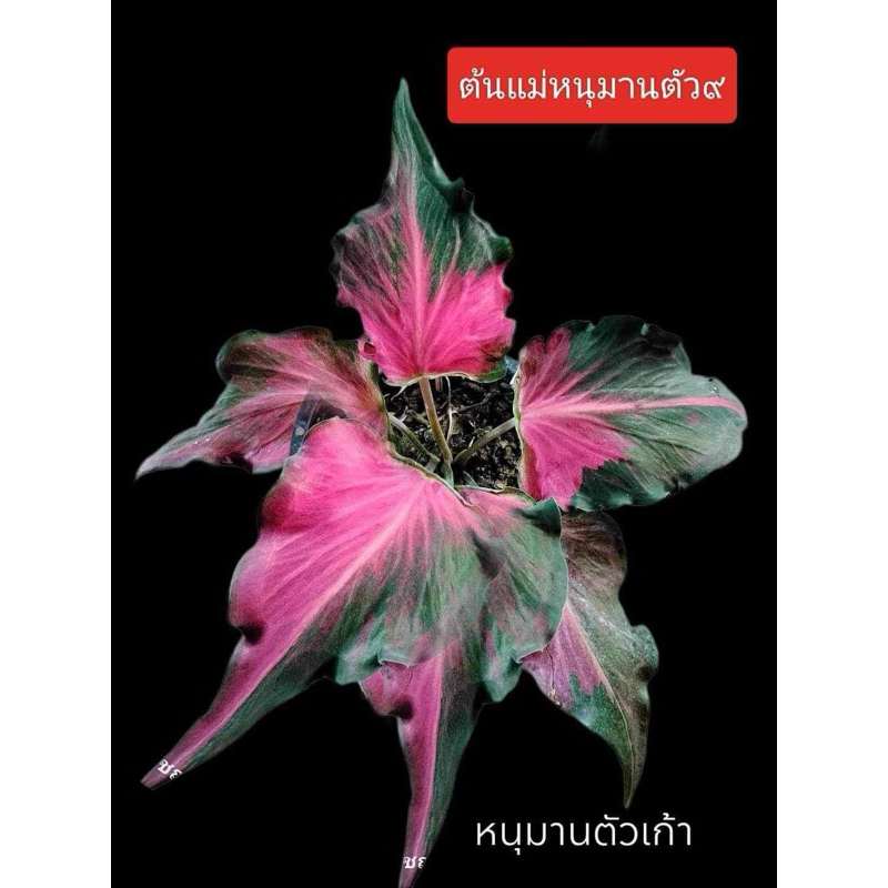 หนุมานตัวเก้า หนุมานตัว9 บอนสีป้าย