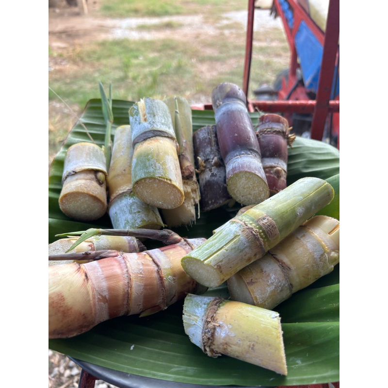 พันธุ์อ้อยสำหรับนักปลูกมือใหม่ 4 สายพันธุ์ 20 ข้อตา