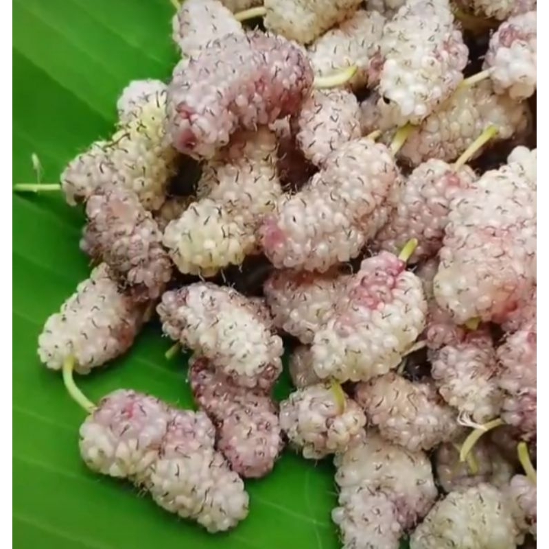 มัลเบอรี่ พันธุ์ม่วง N2 เป็นพันธุ์ลูกผสมระหว่างมัลเบอรี่พันธุ์เชียงใหม่+พันธุ์ขาวตุรกี