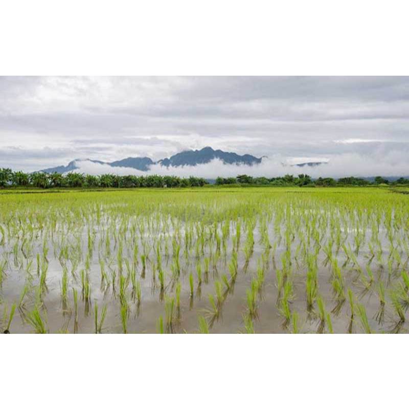 (โปร1แถม1) โคลมาโซน+โพรพานิล (โกลมิต) คุม+ฆ่าหญ้าในขวดเดียว ฉีดพ่นหลังหลังหว่าย 7-15 วัน ข้าวไม่ช้ำ 1 ลิตร - รูปที่ 4