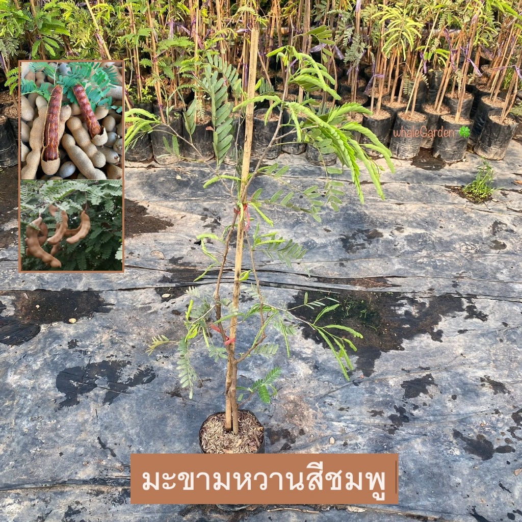 ต้นมะขามหวาน มะขาม พันธุ์ มะขามหวาน สีชมพู เสียบยอด ให้ผลเร็ว 1ปี tamarind (รับประกัน ส่งใหม่ฟรี หากสินค้าเเสียหาย!!)