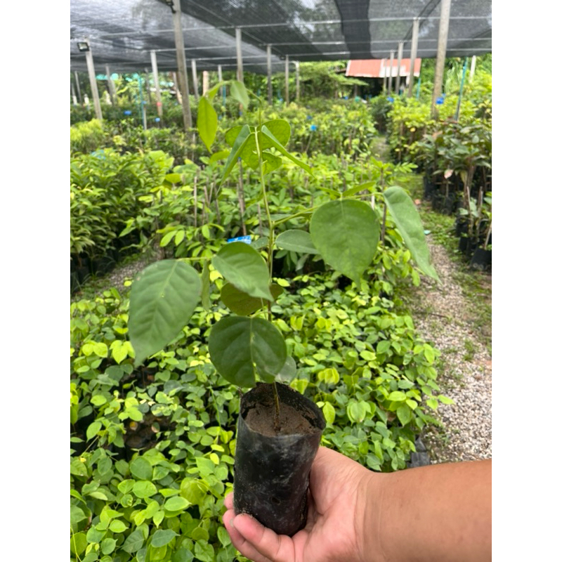 ต้นลูกหยียักษ์ หรือต้นหมากเค็ง คัดสวย ผลไม้เลิศรสหายาก ลูกดก ผลใหญ่ ปลูกง่าย 2 ต้น 199 บาท
