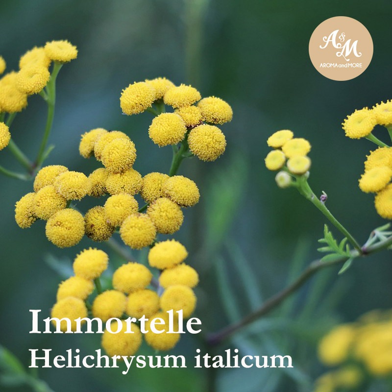 Aroma&more Immortelle (Helichrysum) Absolute 100% Pure France / น้ำมันหอมระเหยอิมมอคแตล แอปโซลูท ฝรั่งเศส 5/10/30ML ราคา ถูกที่สุด ดีลบีเคเค แกลเลอรีภาพที่ 3