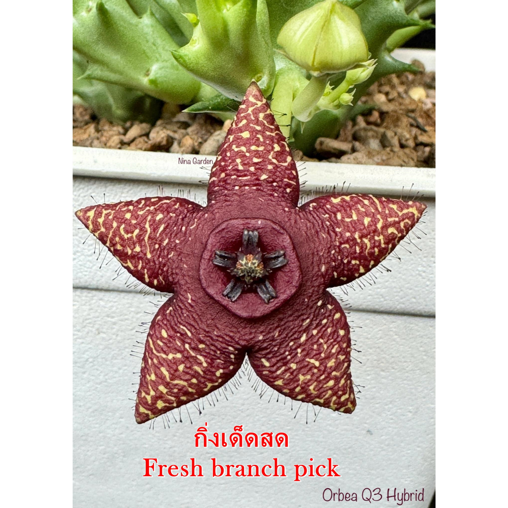 เก๋งจีน Orbea Q3 Hybrid  *กิ่งเด็ดสด* แคคตัส ไม้อวบน้ำ Cactus and Succulent