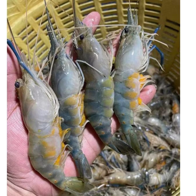 กุ้งแม่น้ำตัวเมียกุ้งสดๆแล้วนำไปแช่แข็ง ไซส์25-35ตัวต่อโล  แบ่งขายแพ็คละ1กิโลกรัม