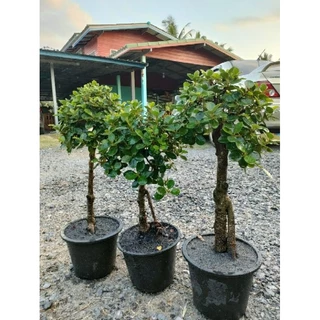 ต้นช้อนเงินช้อนทองทรงน่ารักๆสูง40-60 cm ตอเล็กทรงบอนไทร ตอไทรเกาหลีสวยๆ คุ้มค่าราคาน่ารัก
