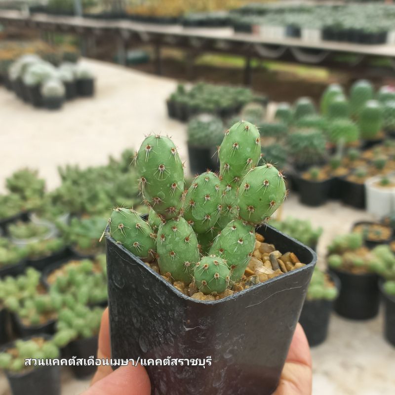 ไข่จิ้งจก (Tunilla corrugata) ชำหน่อ ขนาดกระถาง  2 นิ้ว