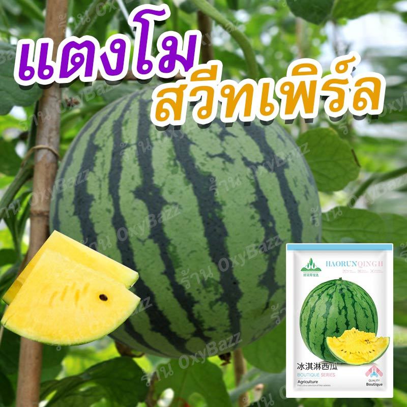 เมล็ดพันธุ์แตงโมสวีทเพิร์ล 20 เมล็ด เมล็ดแตงโมผลกลม ผิวลาย เนื้อสีเหลือง เมล็ดแตงโมสวีทเพิร์ล