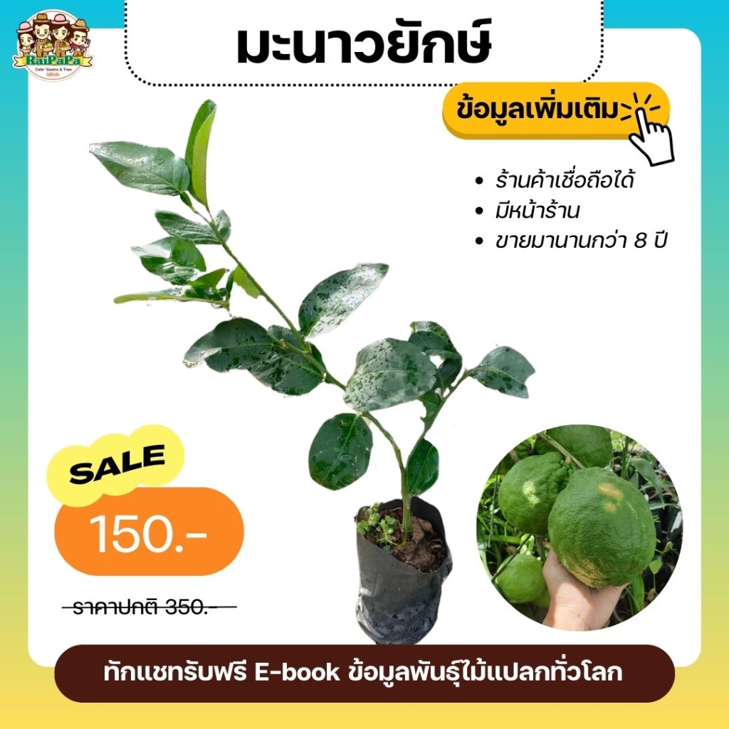 ต้นมะนาวยักษ์ ต้นไม้แปลก ผลใหญ่เท่าส้มโอ ผลไม้แปลก ต้นไม้หายาก