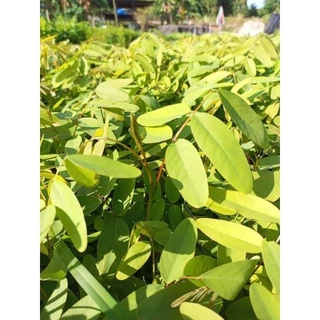 เมล็ดพันธุ์ขี้เหล็กขาว 500 เมล็ด 69 บาทซื้อ 2 แถม 1