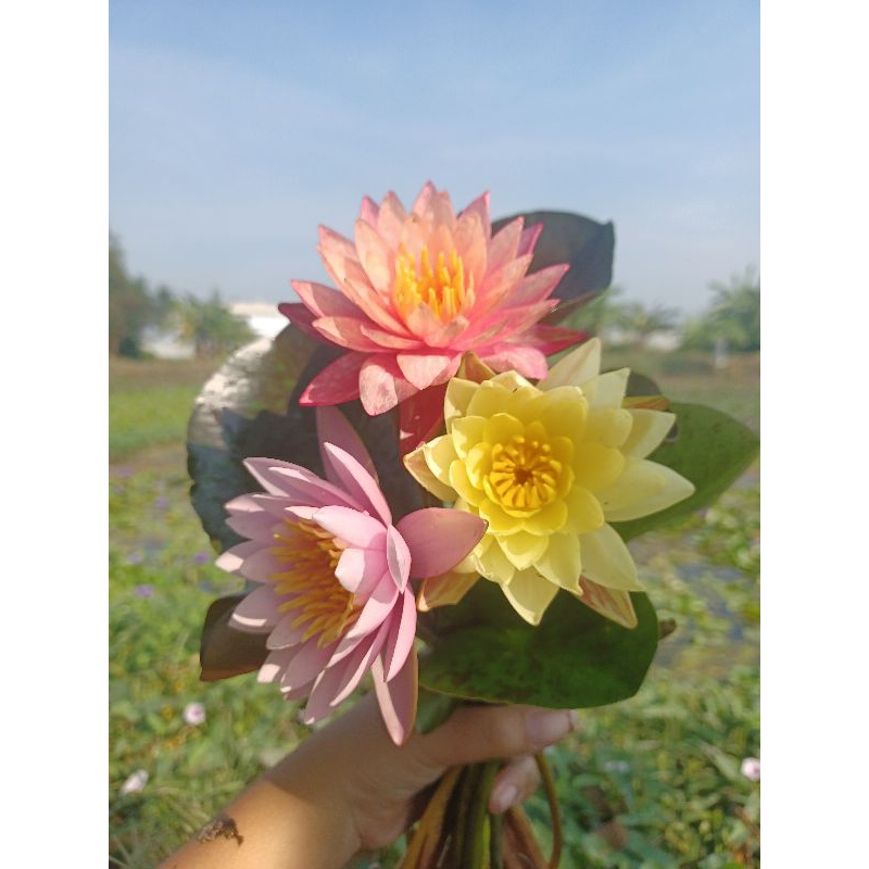 ชุดบัวนอก 3 สี เหลือง ชมพู ส้ม