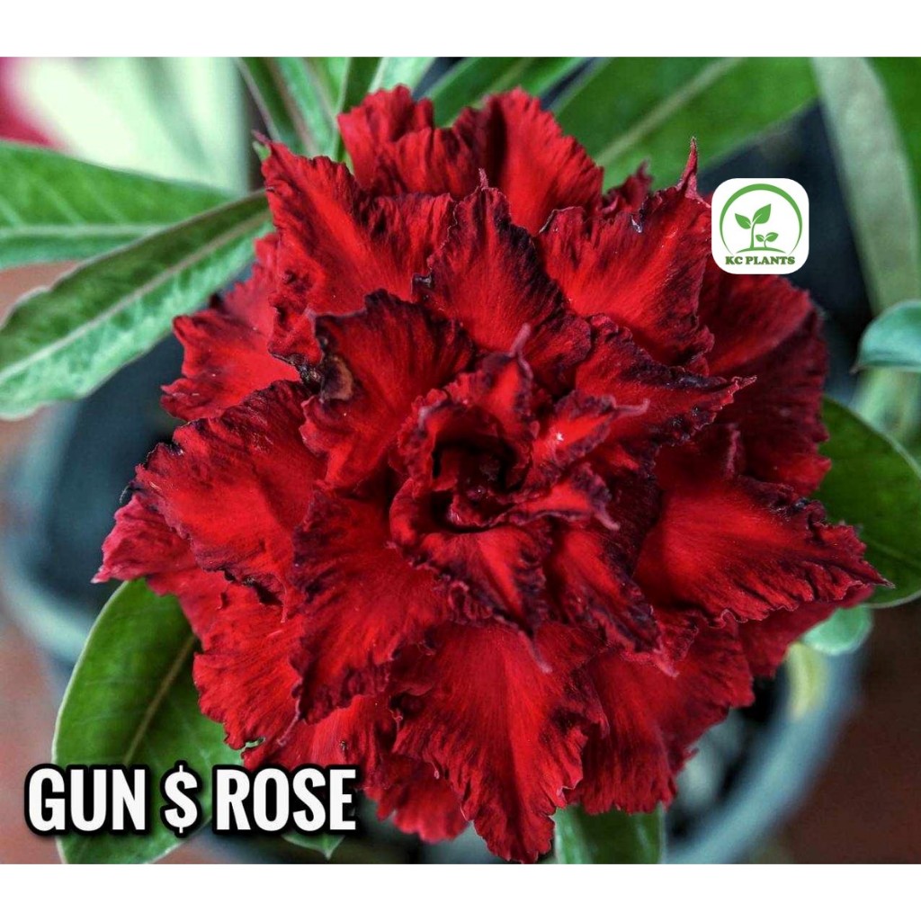 ต้นชวนชมดอกซ้อน ชวนชม ไม้มงคล ขนาดกระถาง 6 นิ้ว #GUN&ROSE