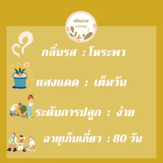เมล็ดพันธุ์ โหระพาใบใหญ่ อิตาเลี่ยน เบซิลใบใหญ่ 70 เมล็ด Large Leaf Italian Basil เมล็ดพันธุ์แท้100% นำเข้าจากต่างประเทศ