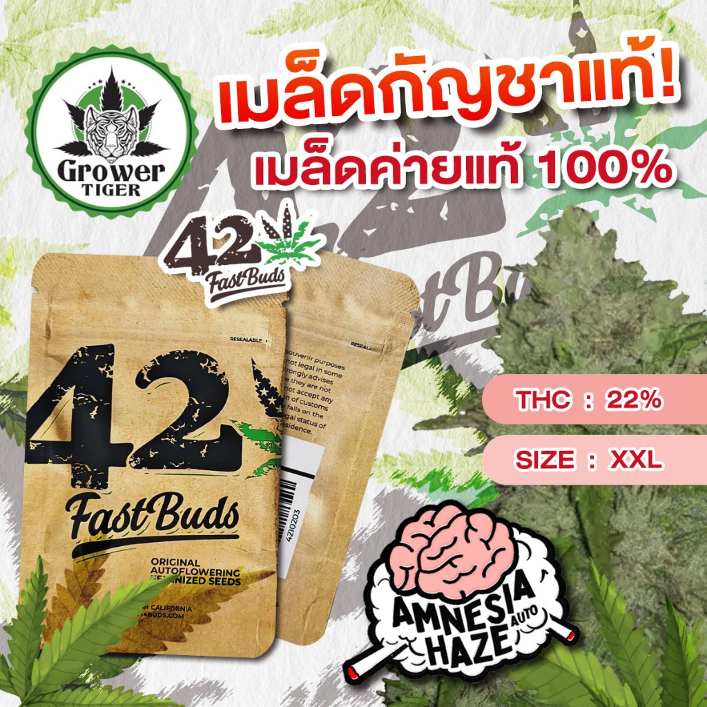 Amnesia haze auto เมล็ดกัญชา fastbud420 #fastbud420 #เมล็ดกัญชาแท้