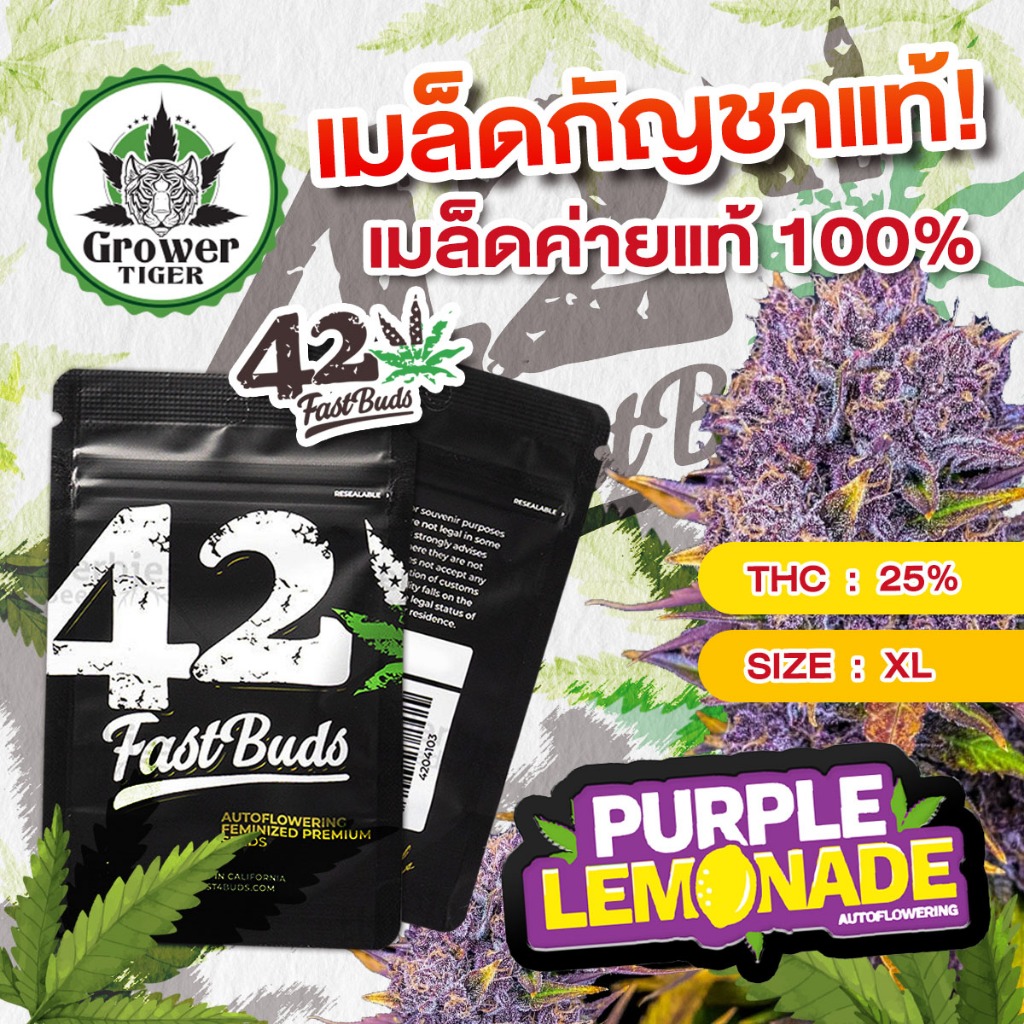 Purple Lemonade auto #เมล็ดกัญชา #fastbuds420 #fastbuds #Growertiger