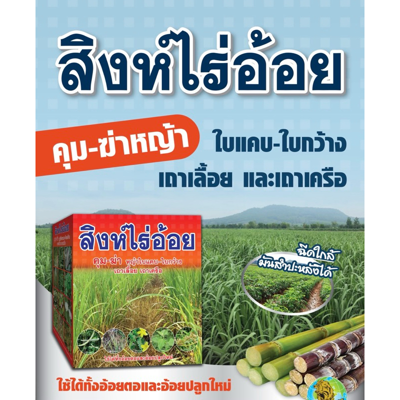 สิงห์ไร่อ้อย (ชุดคุม-ฆ่าหญ้า) ในไร่อ้อย (ใกล้มันสำปะหลังได้)