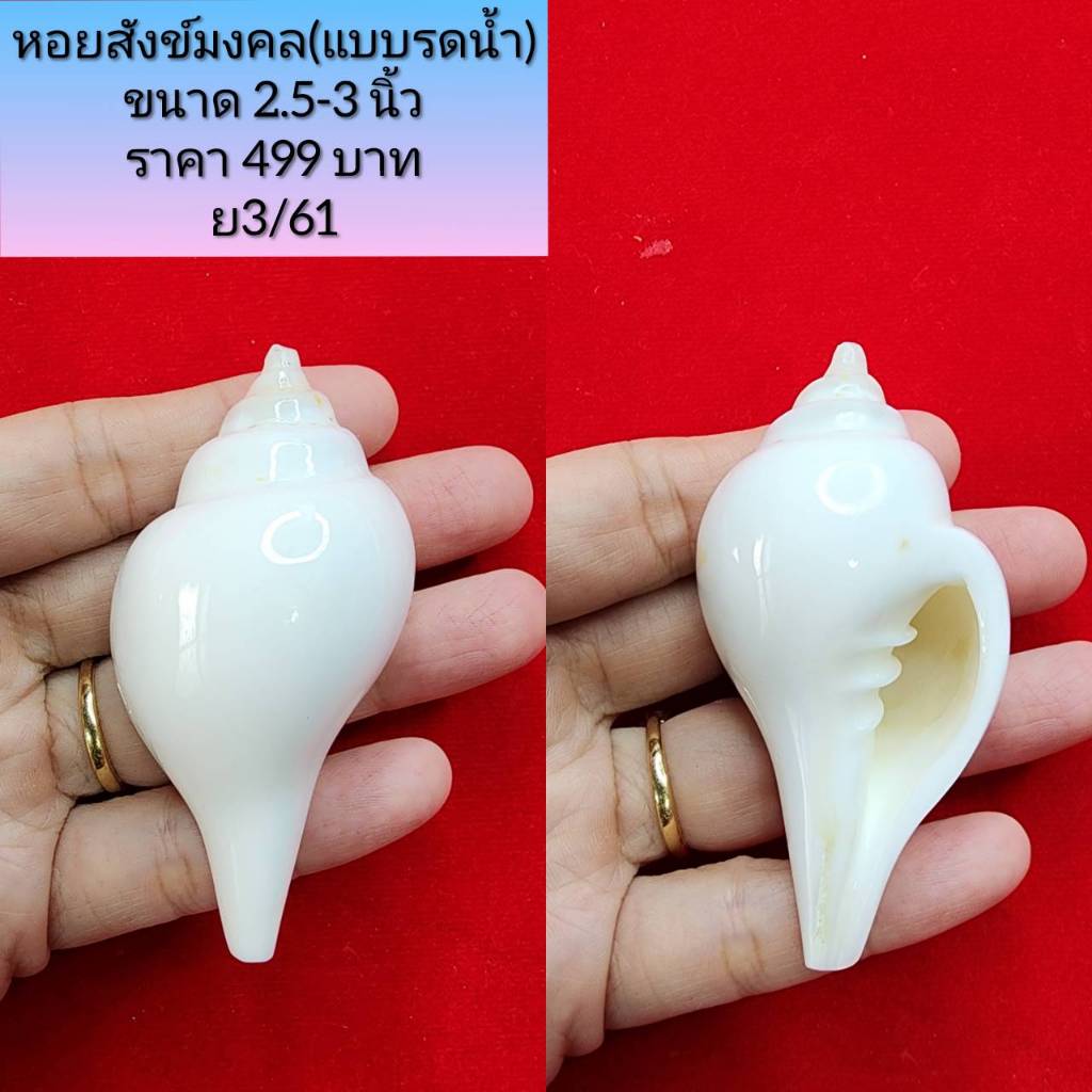 หอยสังข์แบบรดน้ำ ขนาด 2.5-3นิ้ว ของแม่กำไล