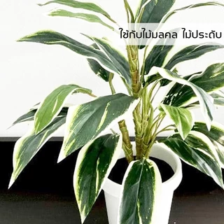 พืชผักใบเขียว INSAY ยูเรียน้ำ บำรุงต้น บำรุงใบ ส่งเสริมการเจริญเติบโต ใช้กับพืชผักทุกชนิด 250 มล.