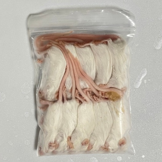 *ส่งทุกวัน* Frozen Mice หนูแช่แข็ง หนูไมค์แช่แข็ง (แดง-XL) แพ็ค 10 ตัว