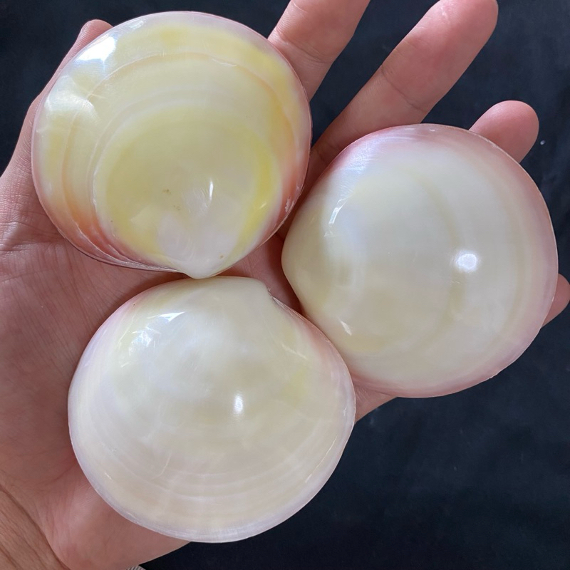 เปลือกหอยสีชมพู PINK CLAM SHELL สำหรับตกแต่งบ้านและของสะสมส่วนตัว 5-8cm