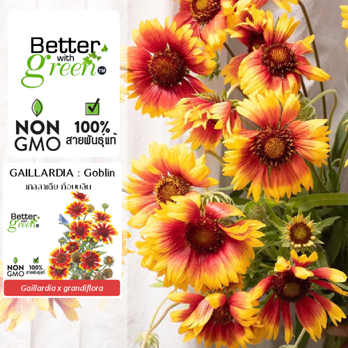 เมล็ดพันธุ์ เกลลาร์เดีย ก็อบลิน 15 เมล็ด (GAILLARDIA : Goblin) นำเข้า การันตีสายพันธุ์