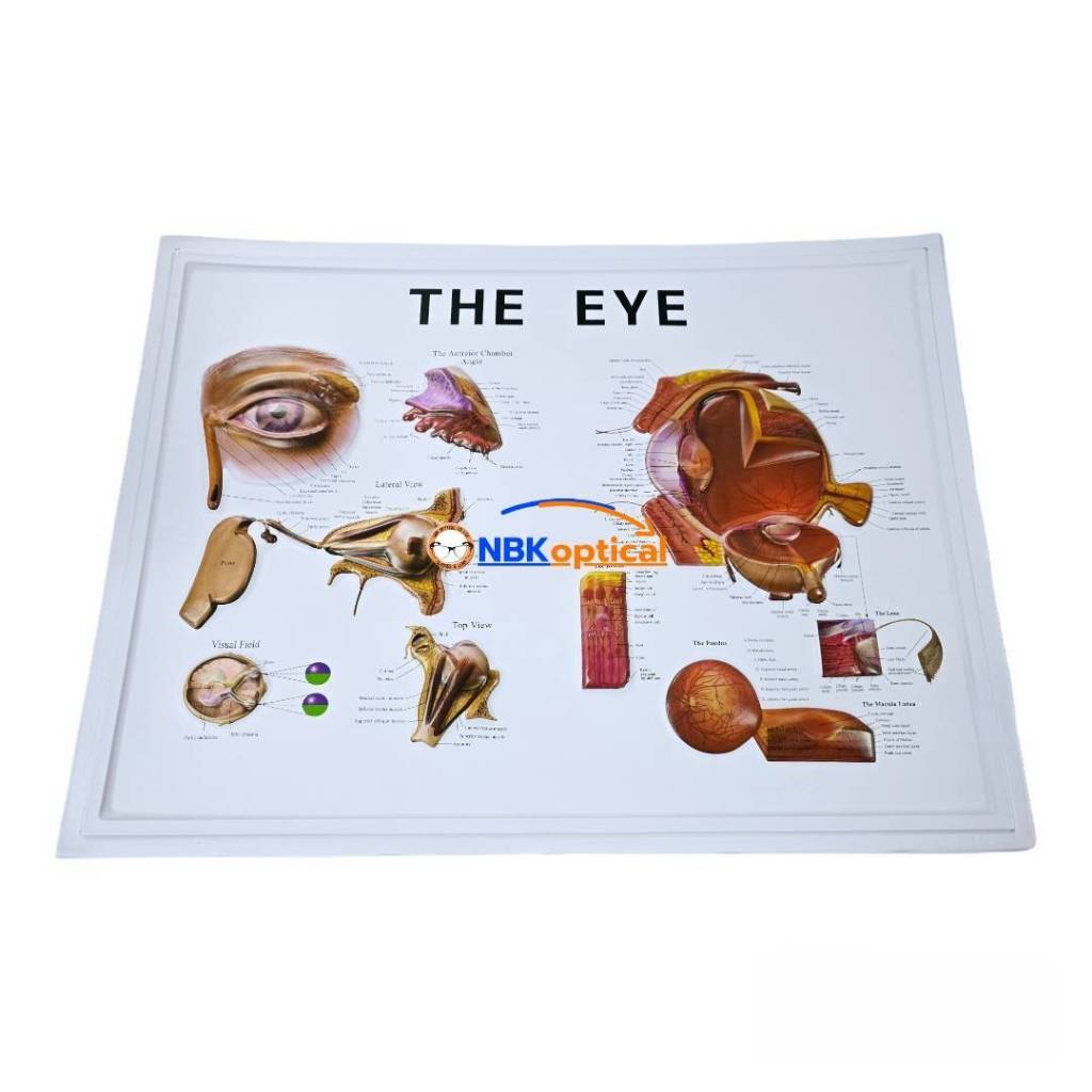 แผ่นภาพรายละเอียดโครงสร้างตา THE EYE