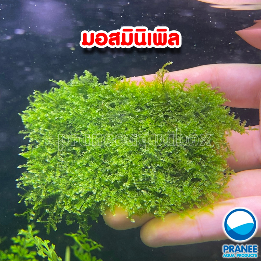 มอสมินิเพิล พันตะแกรง Mini pearl moss ต้นไม้น้ำ ไม้น้ำตู้ปลา