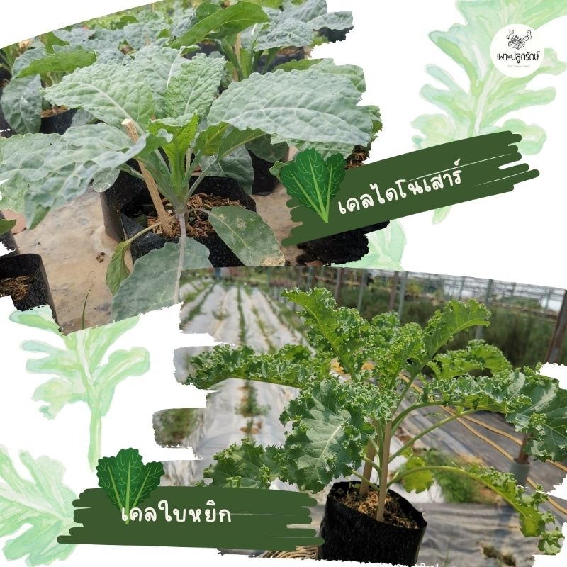 ต้นเคล (Kale)​ #เคลใบหยิก #เคลไดโนเสาร์​ #คะน้าต้น #ราชินีผัก  พร้อมปลูก