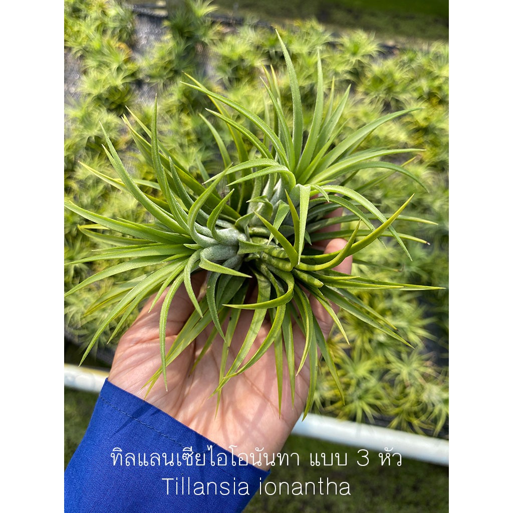ทิลแลนเซียไอโอนันทา Tillandsia ionantha 1 กอมี 3 ต้น สัปปะรดใส่ลูกตีนเป็ด ตุ๊กตา เสียบด้านบนเคราฤาษี